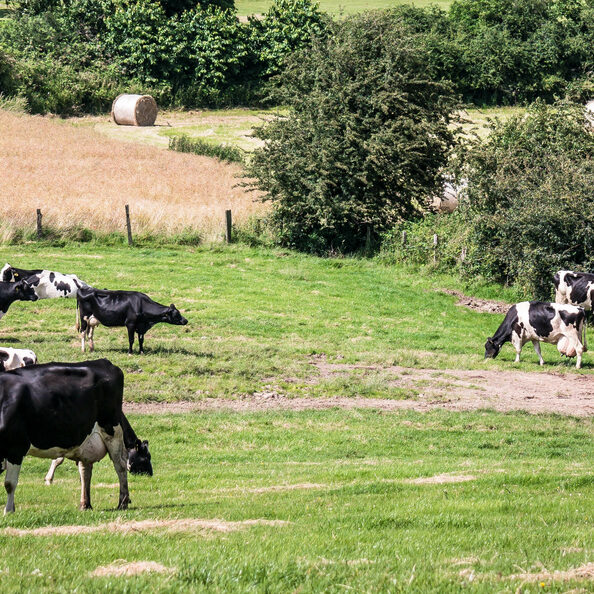 Kühe und Felder